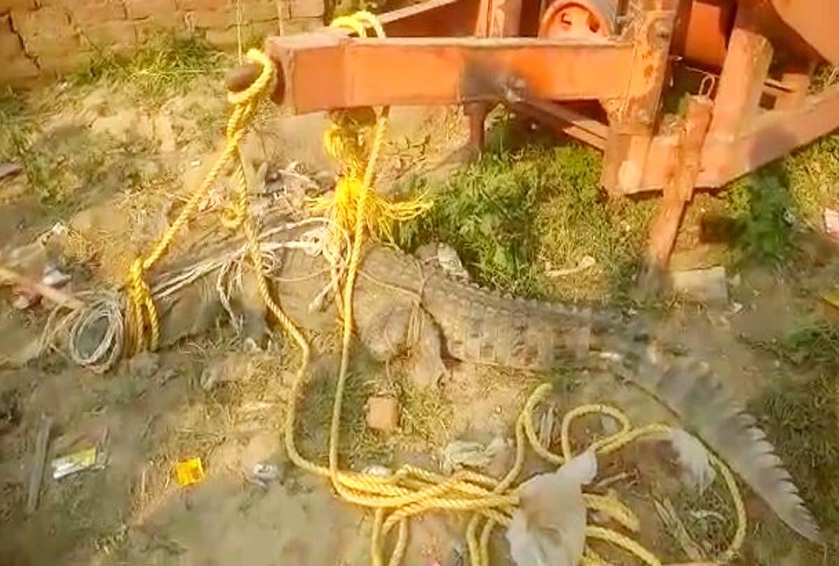 Crocodile reached the village of firozabad