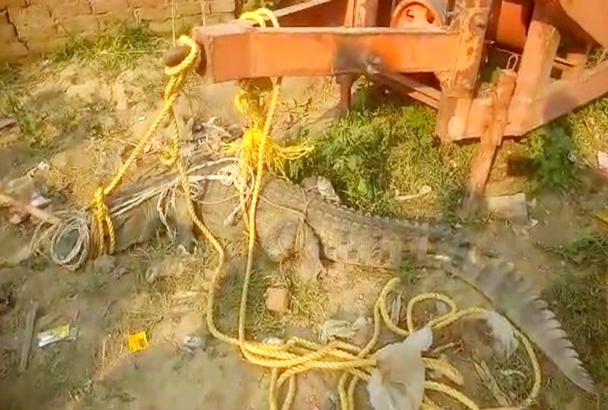 Crocodile reached the village of firozabad