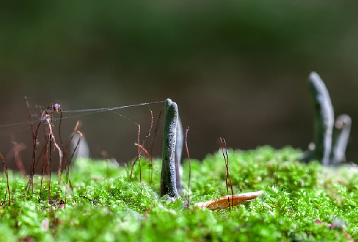 Dead Mans Fingers sticking out of grave in united kingdom britain people shocked after see this