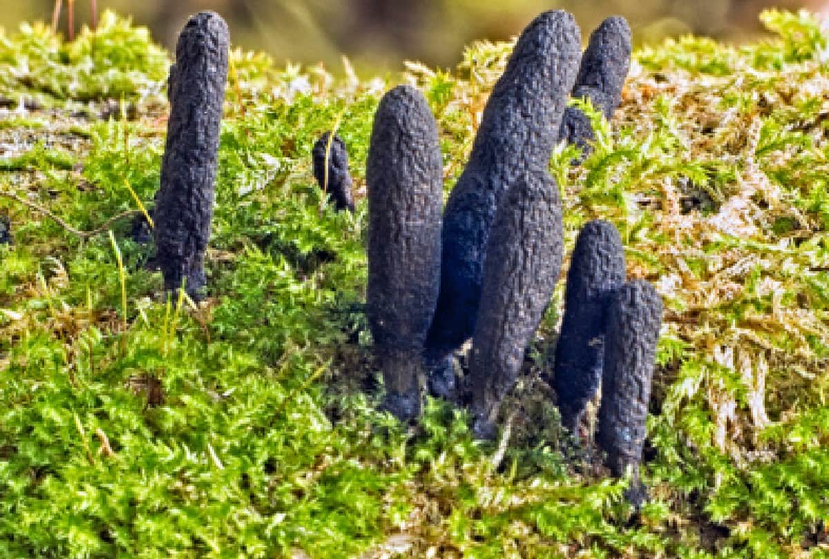 Dead Mans Fingers sticking out of grave in united kingdom britain people shocked after see this