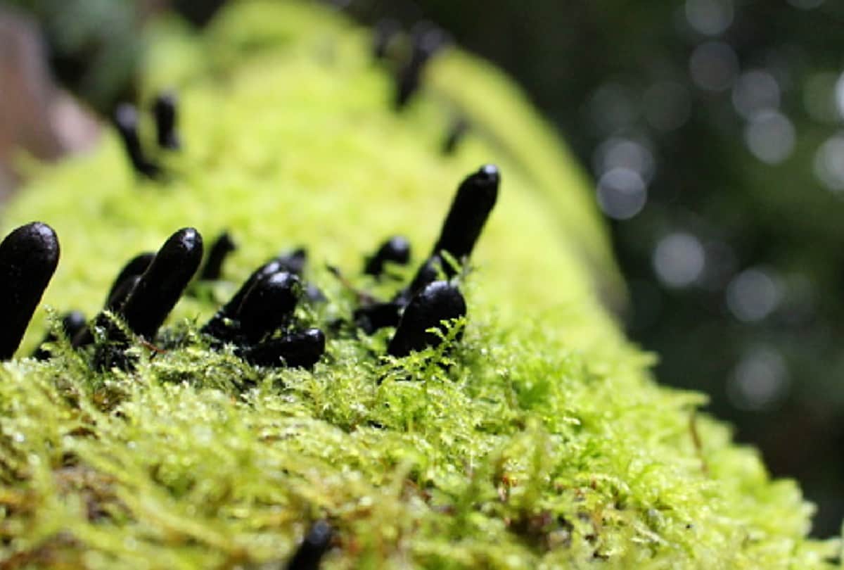 Dead Mans Fingers sticking out of grave in united kingdom britain people shocked after see this