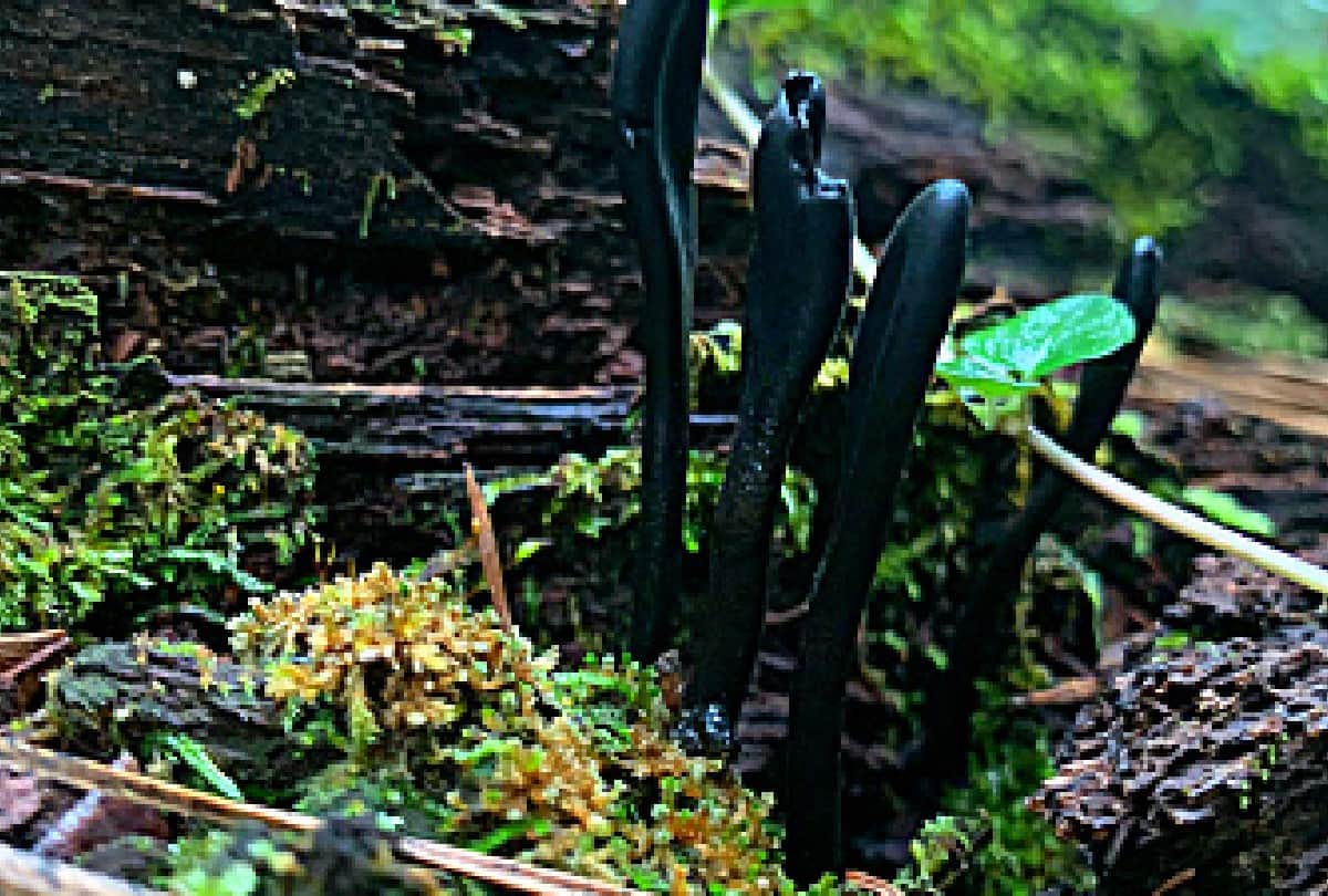 Dead Mans Fingers sticking out of grave in united kingdom britain people shocked after see this