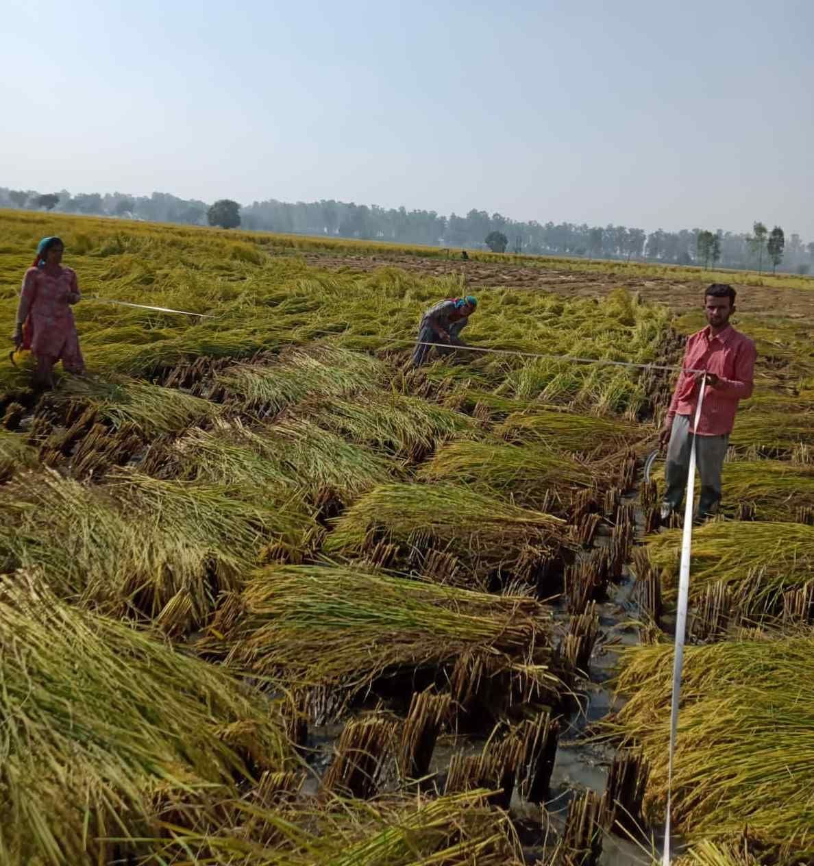 labor shortage, paddy harvesting stopped