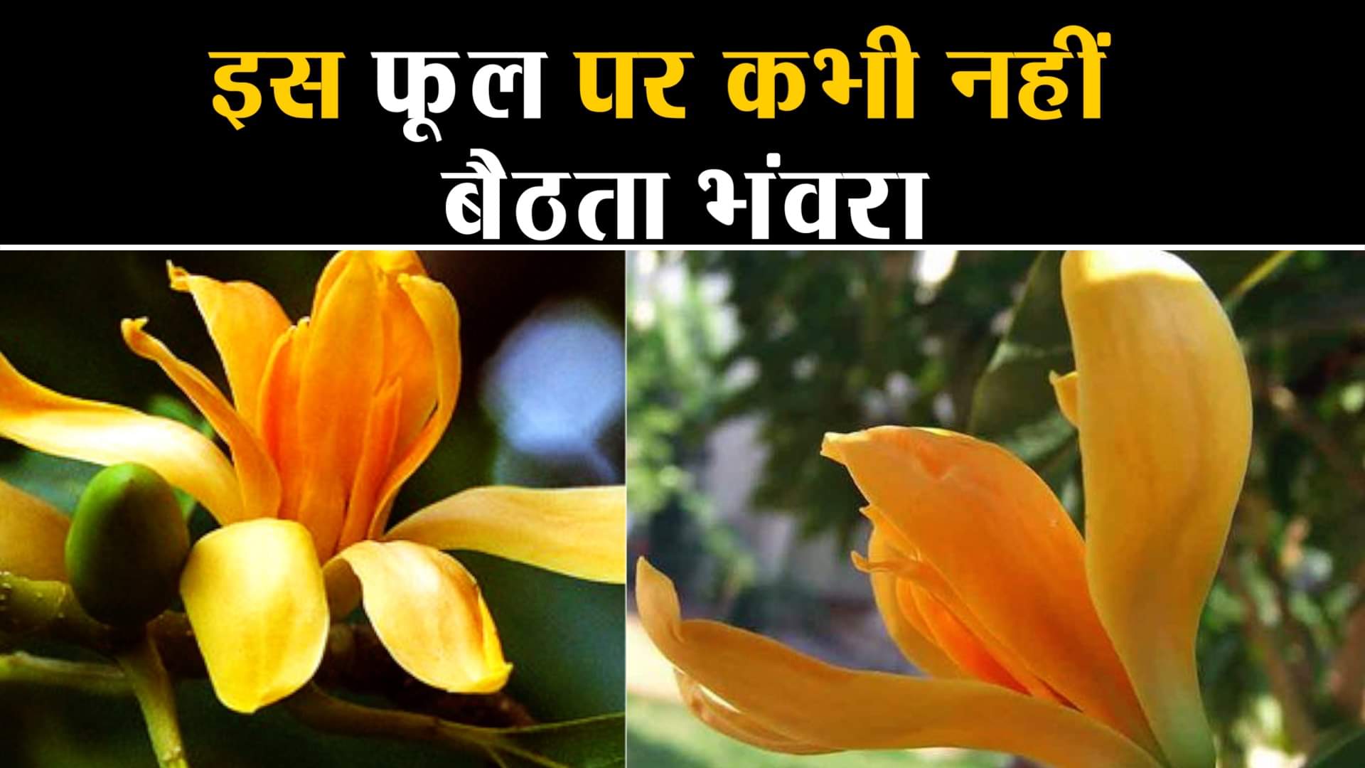 चंपा का फूल