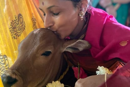 Diwali 2021 Nayannah Mukey was seen swinging a calf after cow worship, Diwali celebrations begin with Vasubaras
