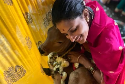 Diwali 2021 Nayannah Mukey was seen swinging a calf after cow worship, Diwali celebrations begin with Vasubaras