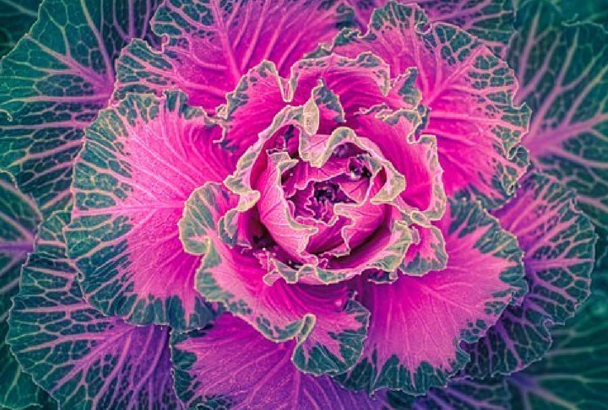 the worlds most unique cabbage which is used for decoration but not food