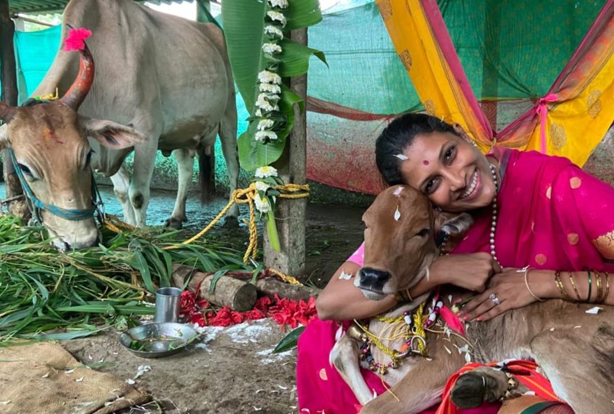 Diwali 2021 Nayannah Mukey was seen swinging a calf after cow worship, Diwali celebrations begin with Vasubaras