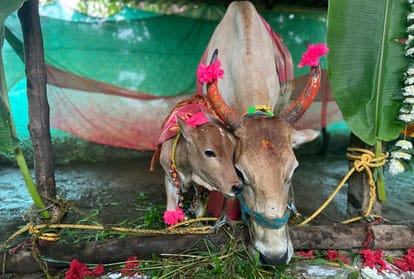 Diwali 2021 Nayannah Mukey was seen swinging a calf after cow worship, Diwali celebrations begin with Vasubaras