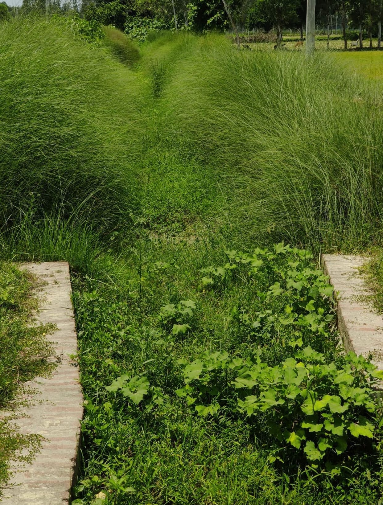 Water did not reached in Misrouli canal from seven years