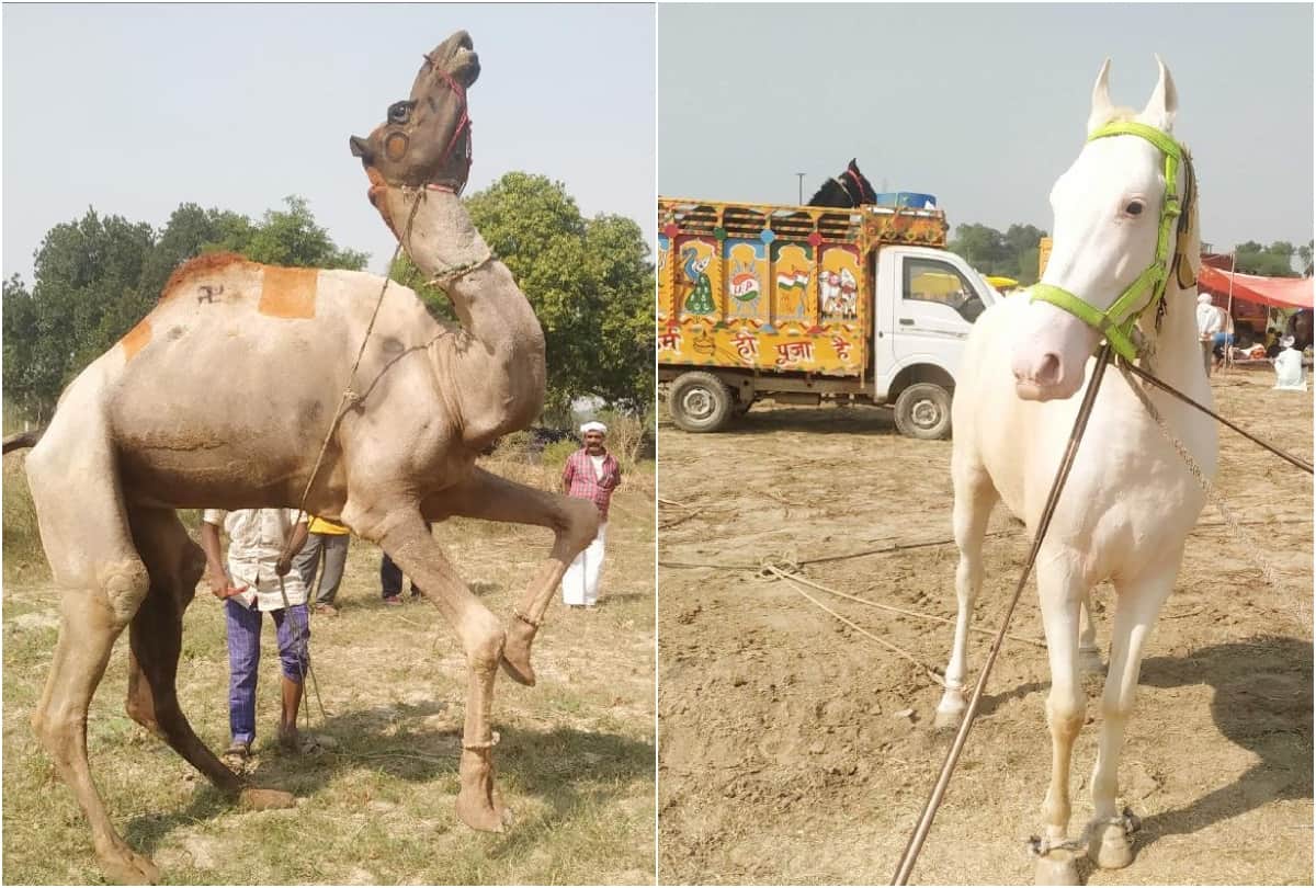 bateshwar pashu mela starts in agra