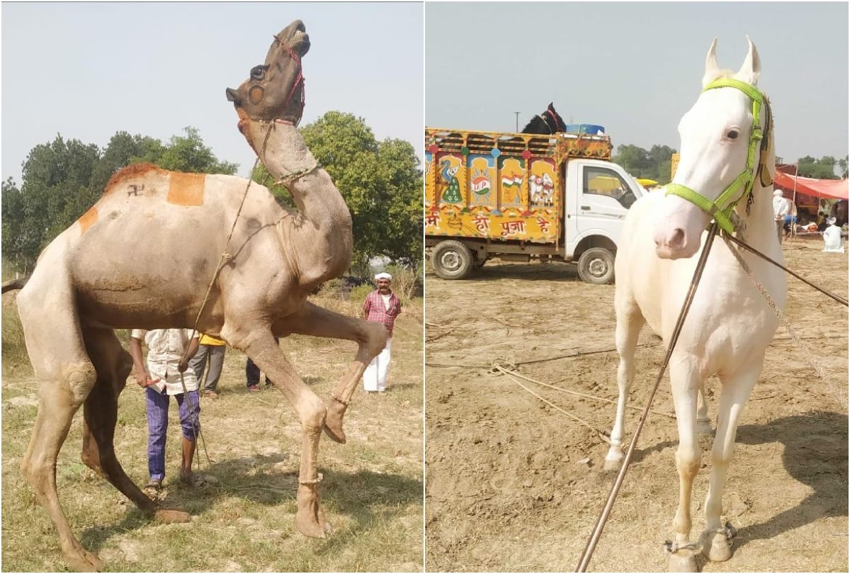 bateshwar pashu mela starts in agra