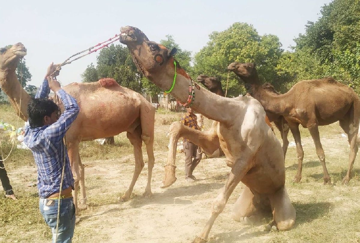 bateshwar pashu mela starts in agra