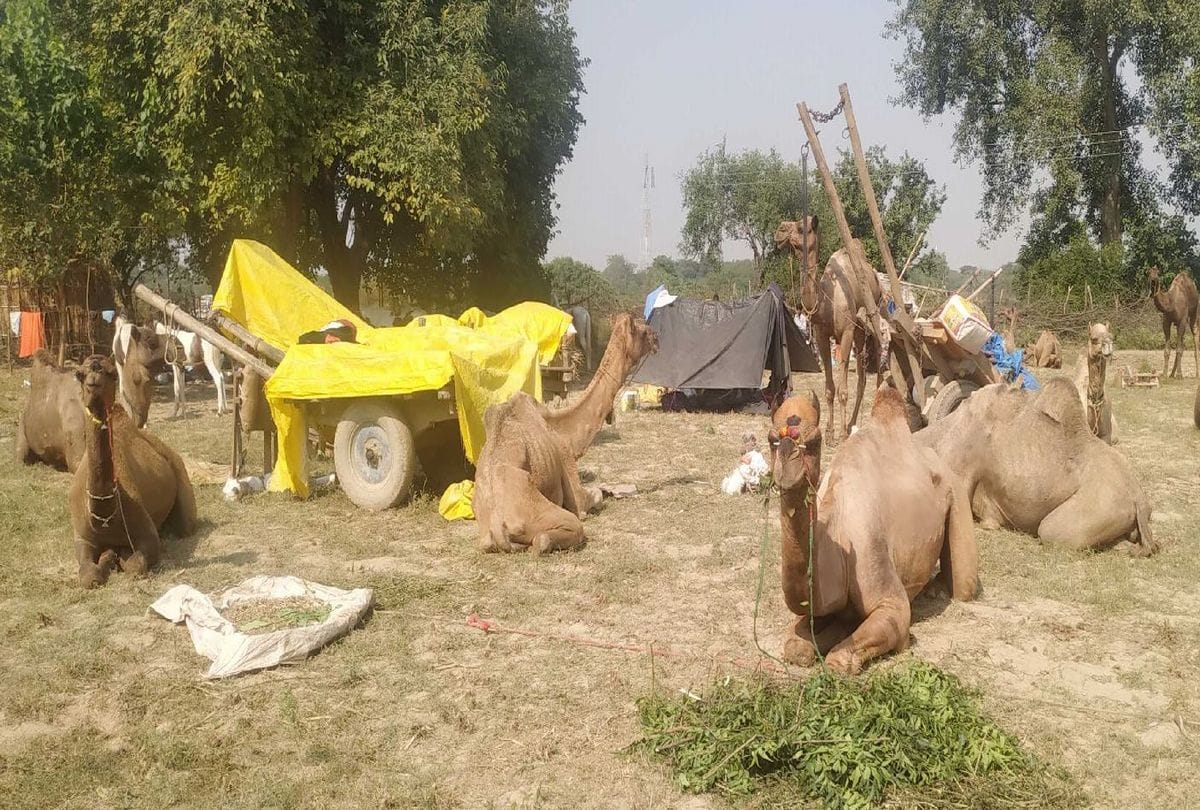 bateshwar pashu mela starts in agra