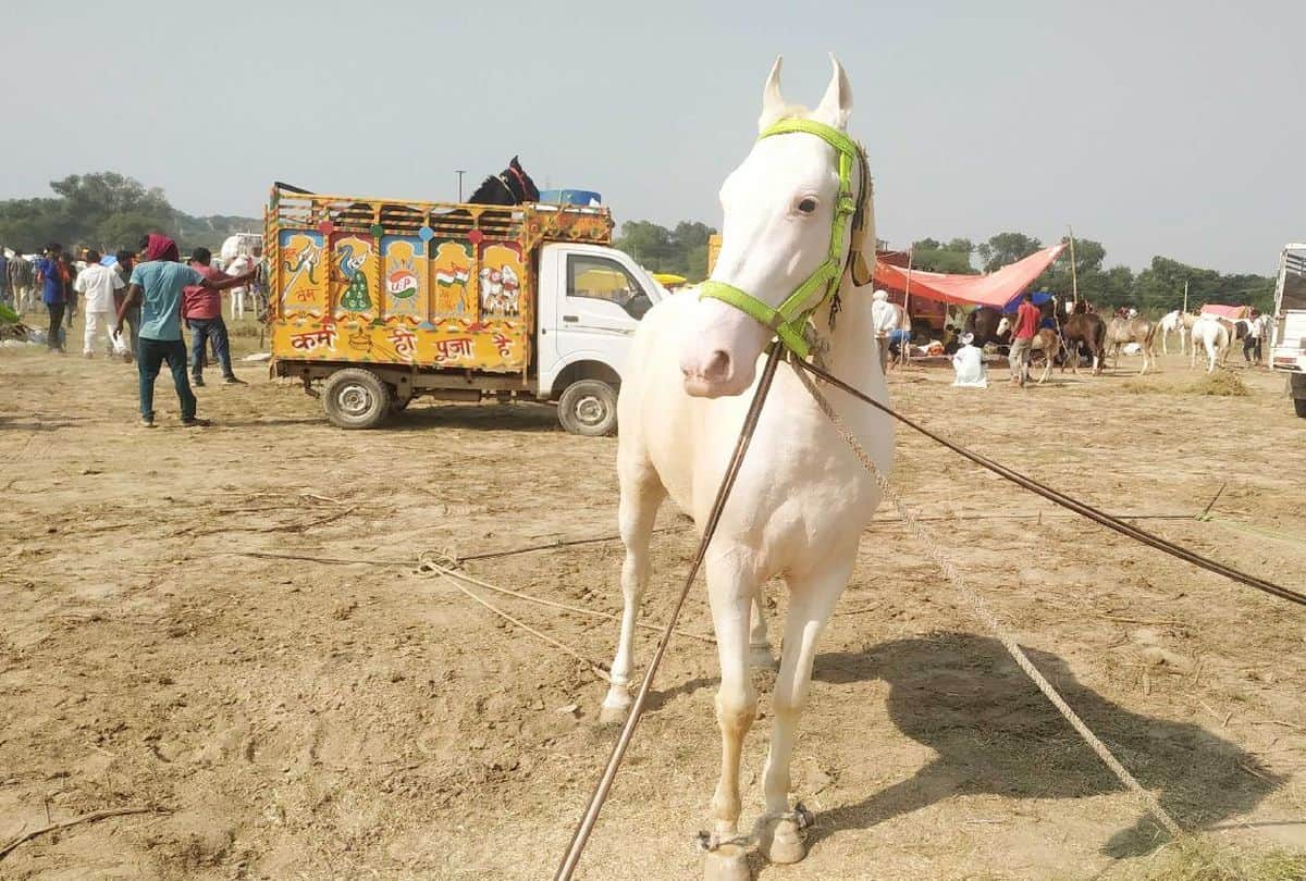 bateshwar pashu mela starts in agra