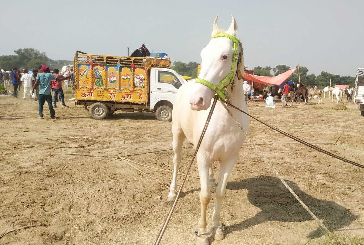 bateshwar pashu mela starts in agra
