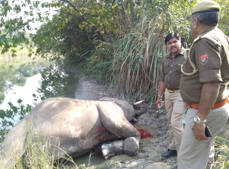 Elephant dies after colliding with vehicle in Rajgarh range