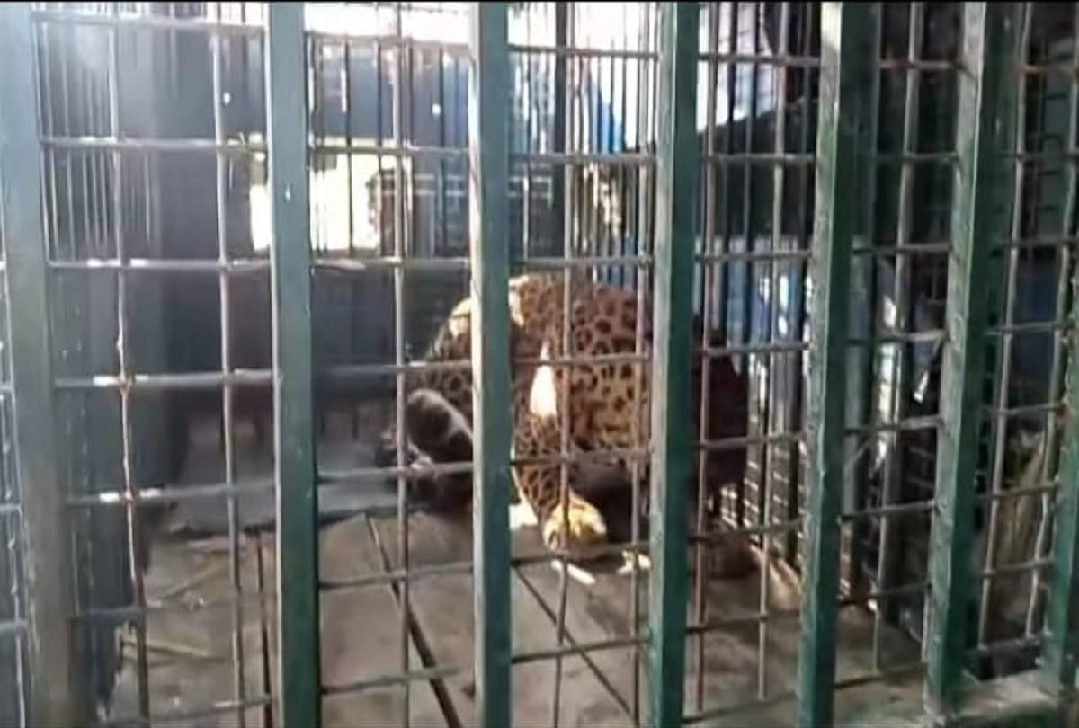 haridwar news: Guldar entered straw room, people showed courage and locked him in room