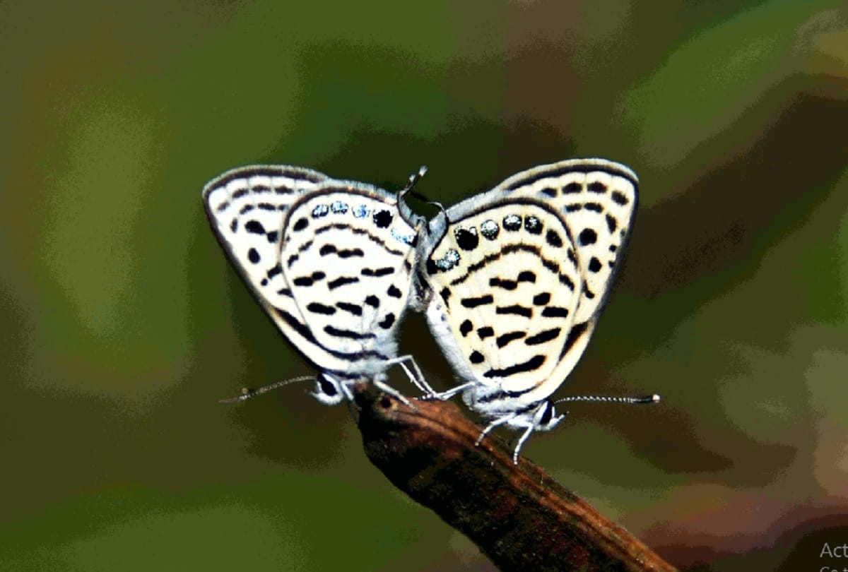 71 species of butterflies found in Seven Bio Diversity Park