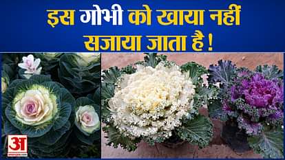 facts about ornamental cabbage or kale flower plant