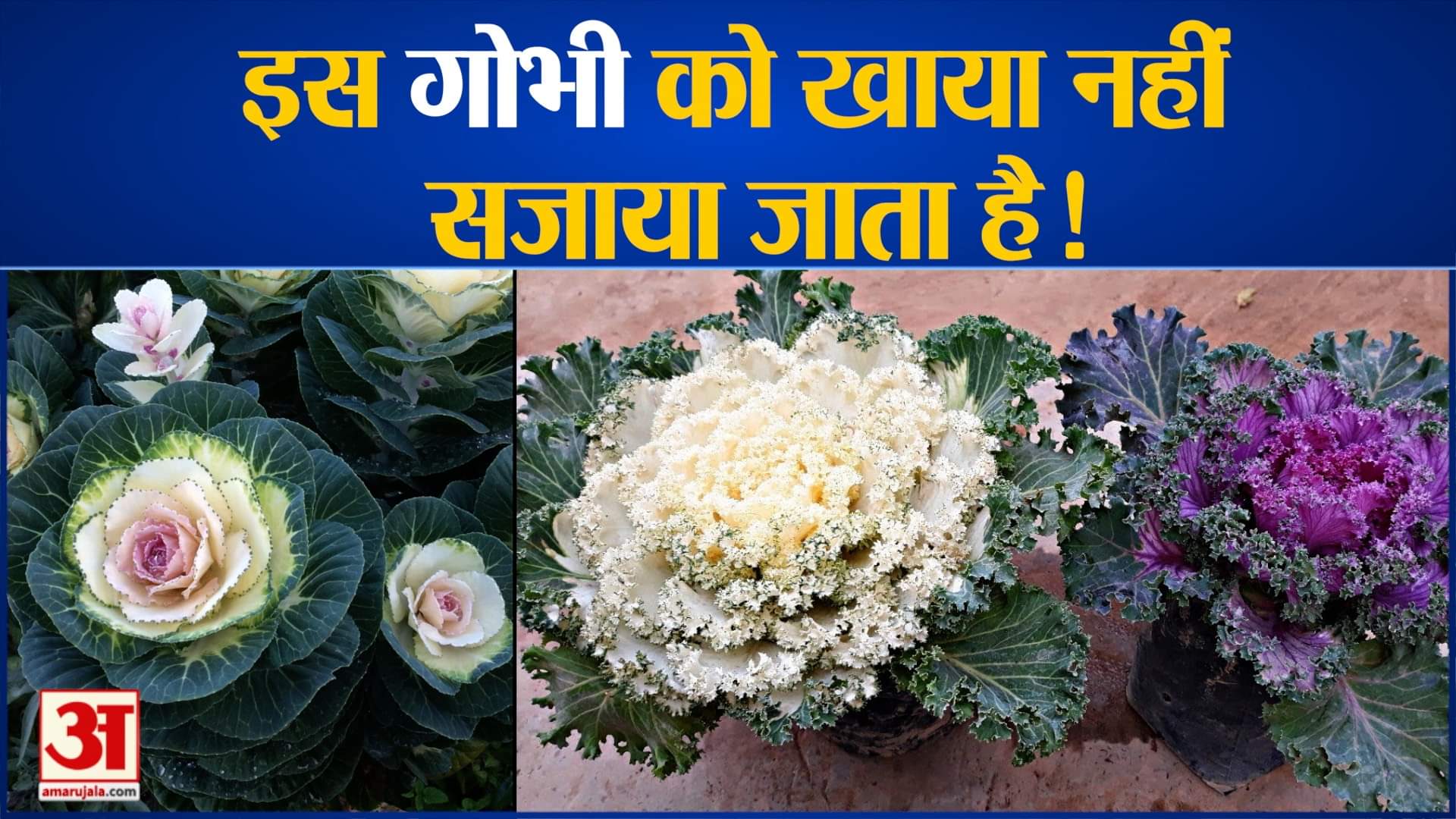 ऑर्नामेंटल कैबेज