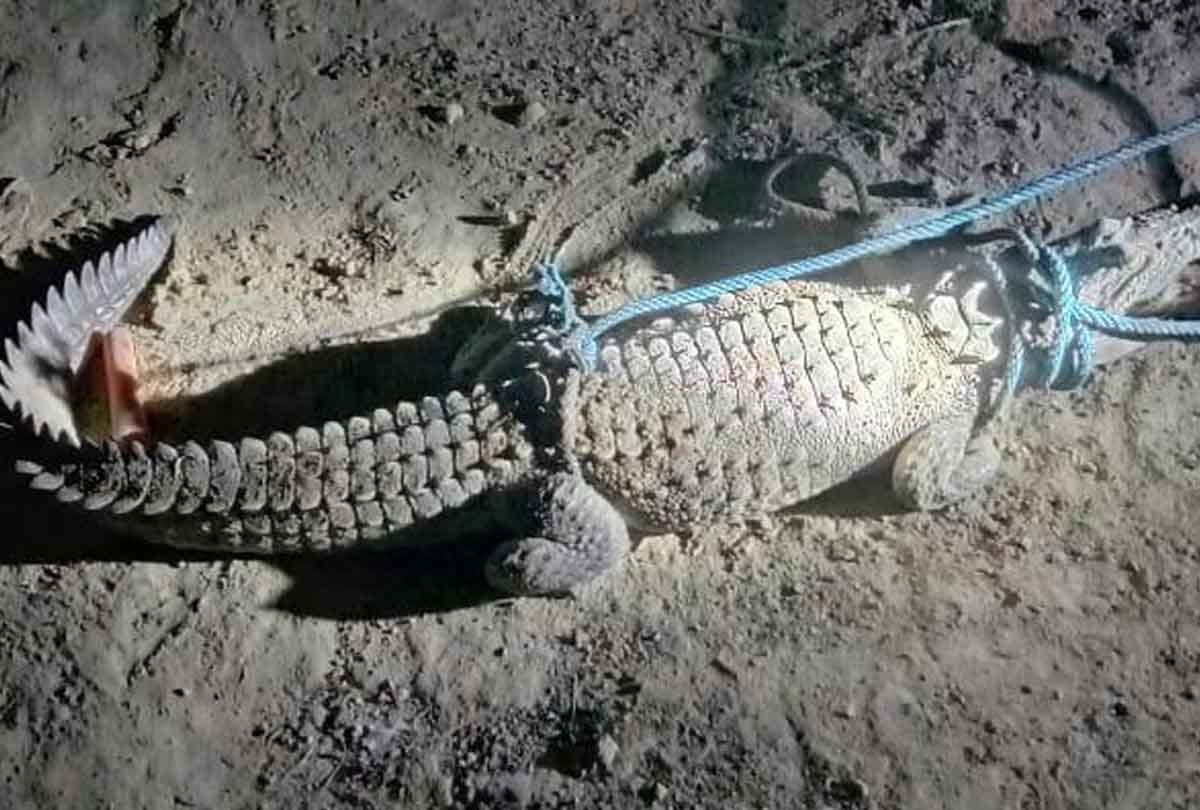 Jalaun: 15 feet long crocodile entered the village, villagers tied it with a rope and left it in the Betwa river