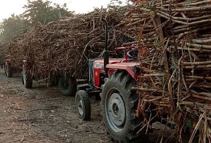 गन्ना