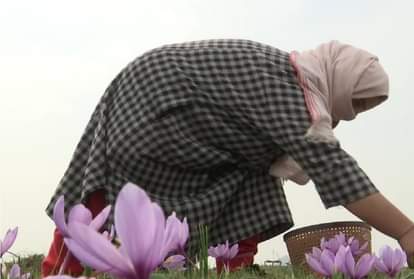 Jammu and Kashmir: Saffron production increased due to timely rains and favorable weather, farmers' income will increase