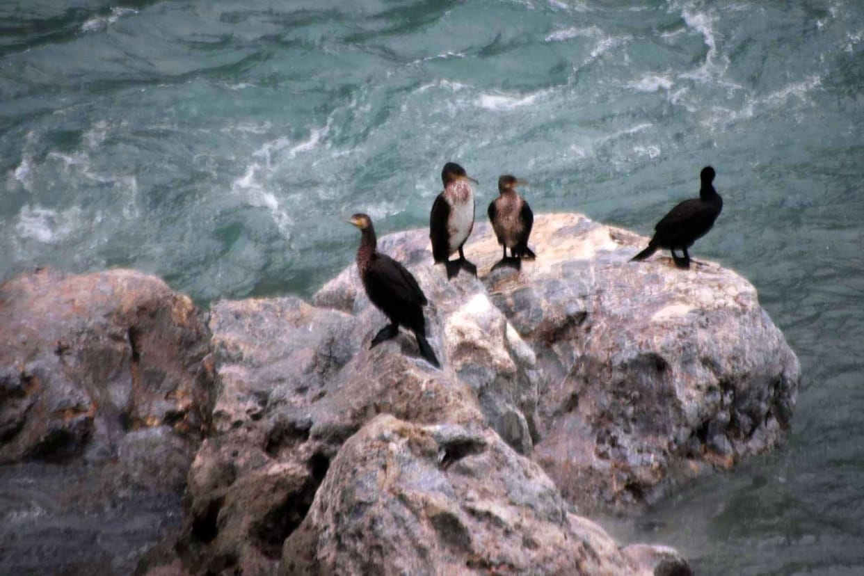 Birding in Bageshwar