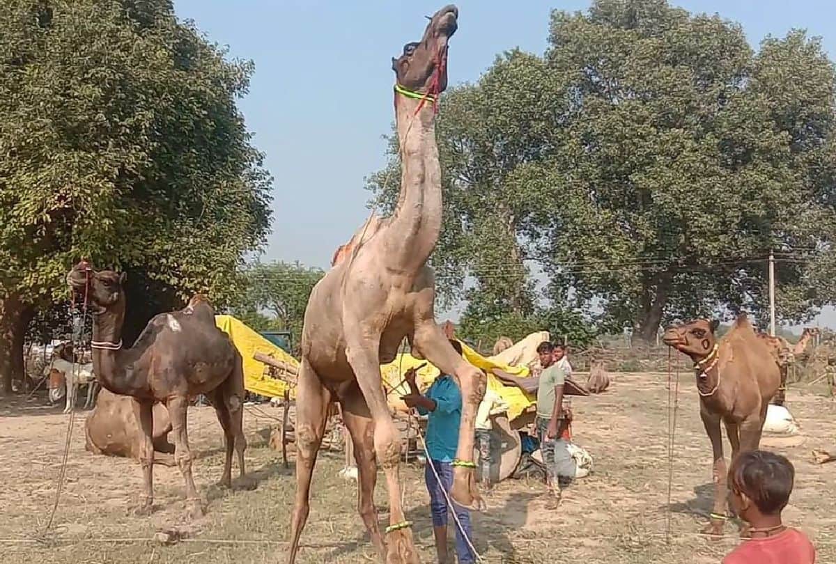 Bateshwar Pashu Mela Starts Attraction Horse And Camels Dance