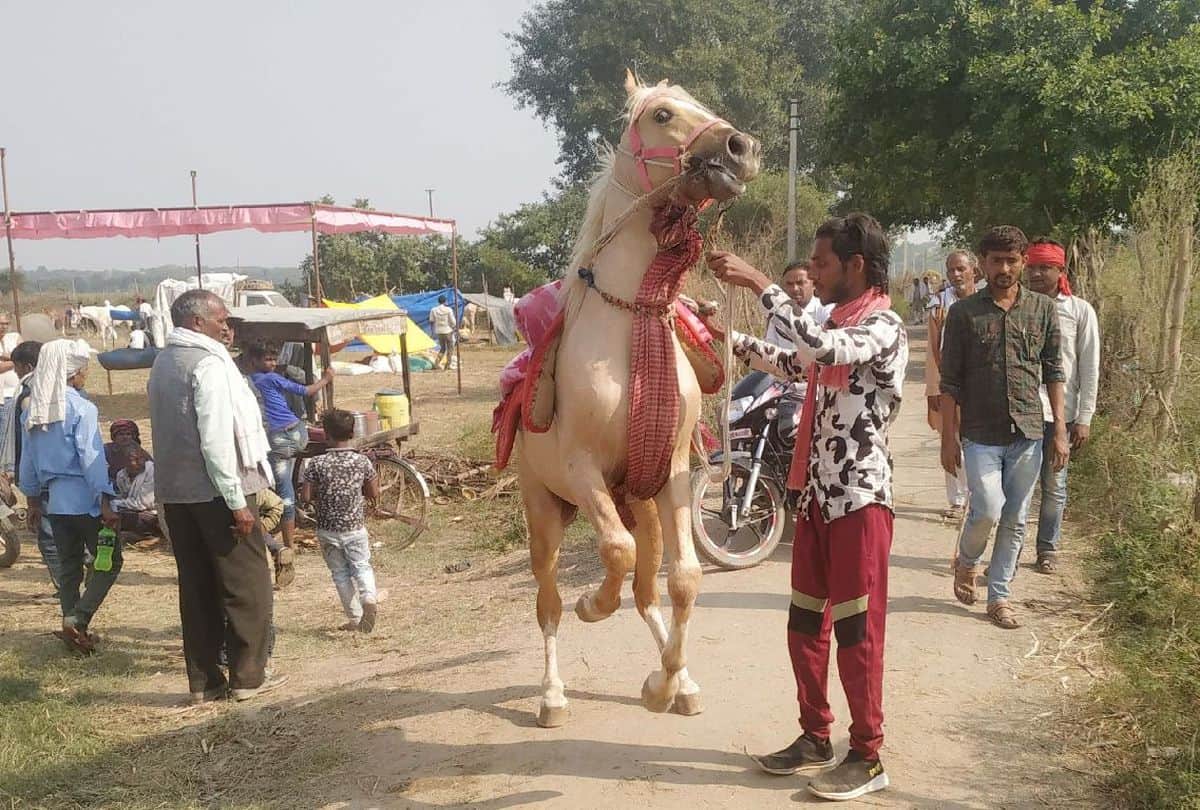 Bateshwar Pashu Mela Starts Attraction Horse And Camels Dance