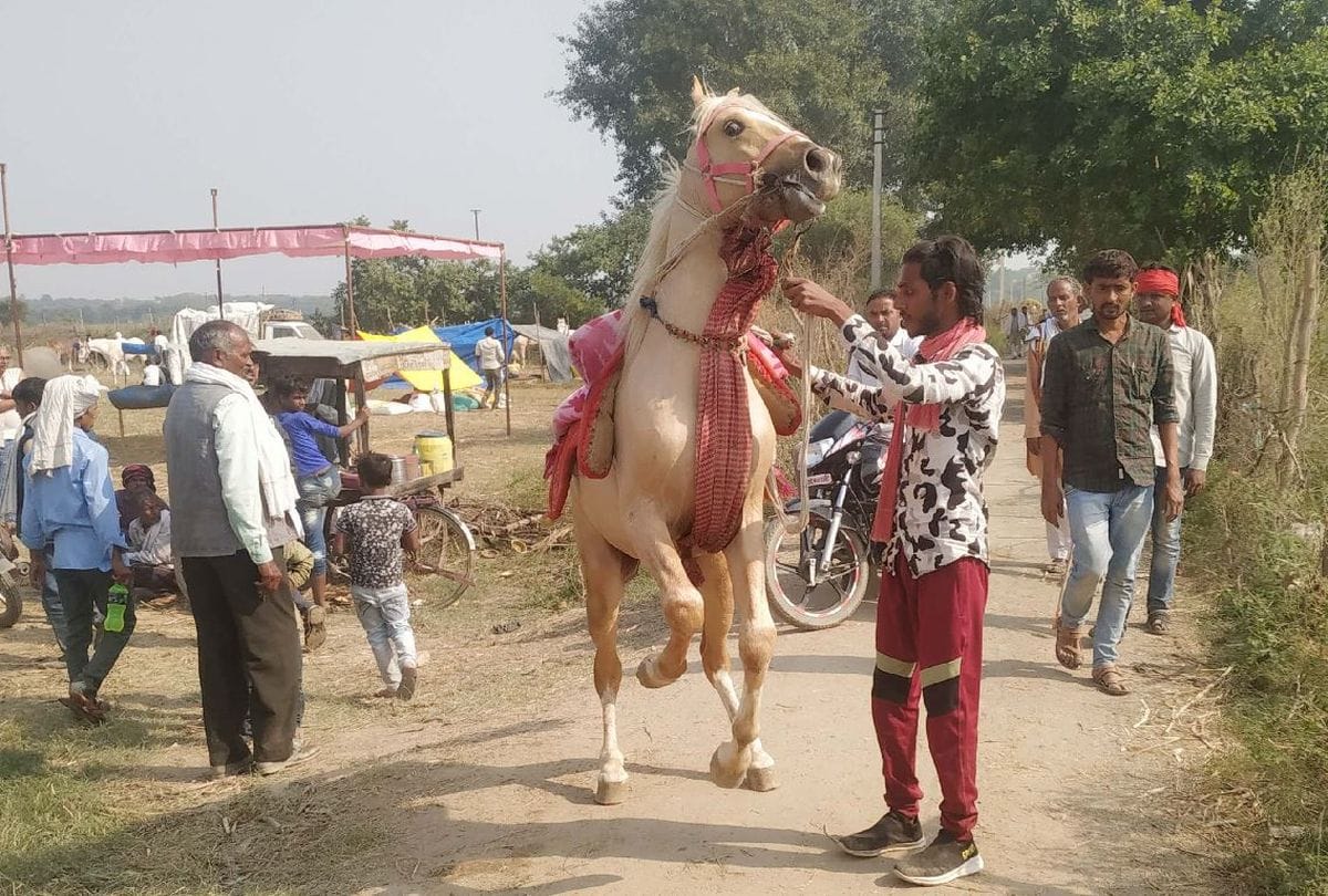 Bateshwar Pashu Mela Starts Attraction Horse And Camels Dance