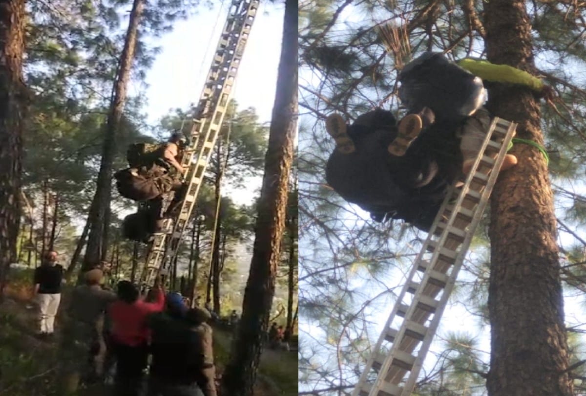 Pilot and tourist from Gujarat stranded on a tree in Dharamsala's paragliding site indrunag, both suffered injuries