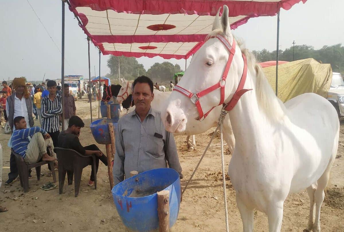 Bateshwar Pashu Mela Starts Attraction Horse And Camels Dance