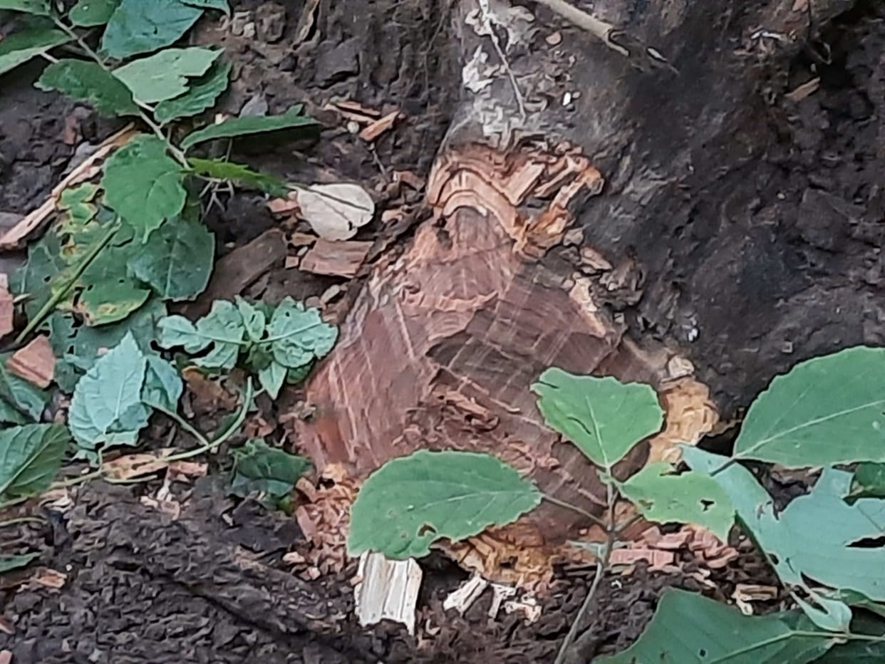 The ax hit the Sangwan tree in the National Park Kalesar