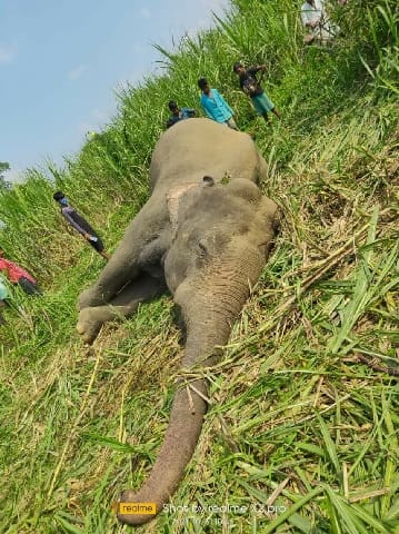 The picture of elephant's carcass going viral misled