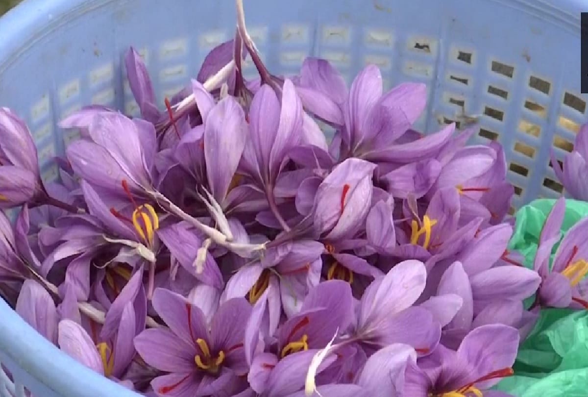 Good news: After valley and Kishtwar, now saffron will grow in Rajori, first cultivation successful