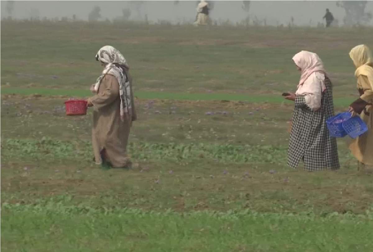 Jammu and Kashmir: Saffron production increased due to timely rains and favorable weather, farmers' income will increase