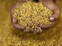 Purchasing centers are not buying paddy soaked in rain