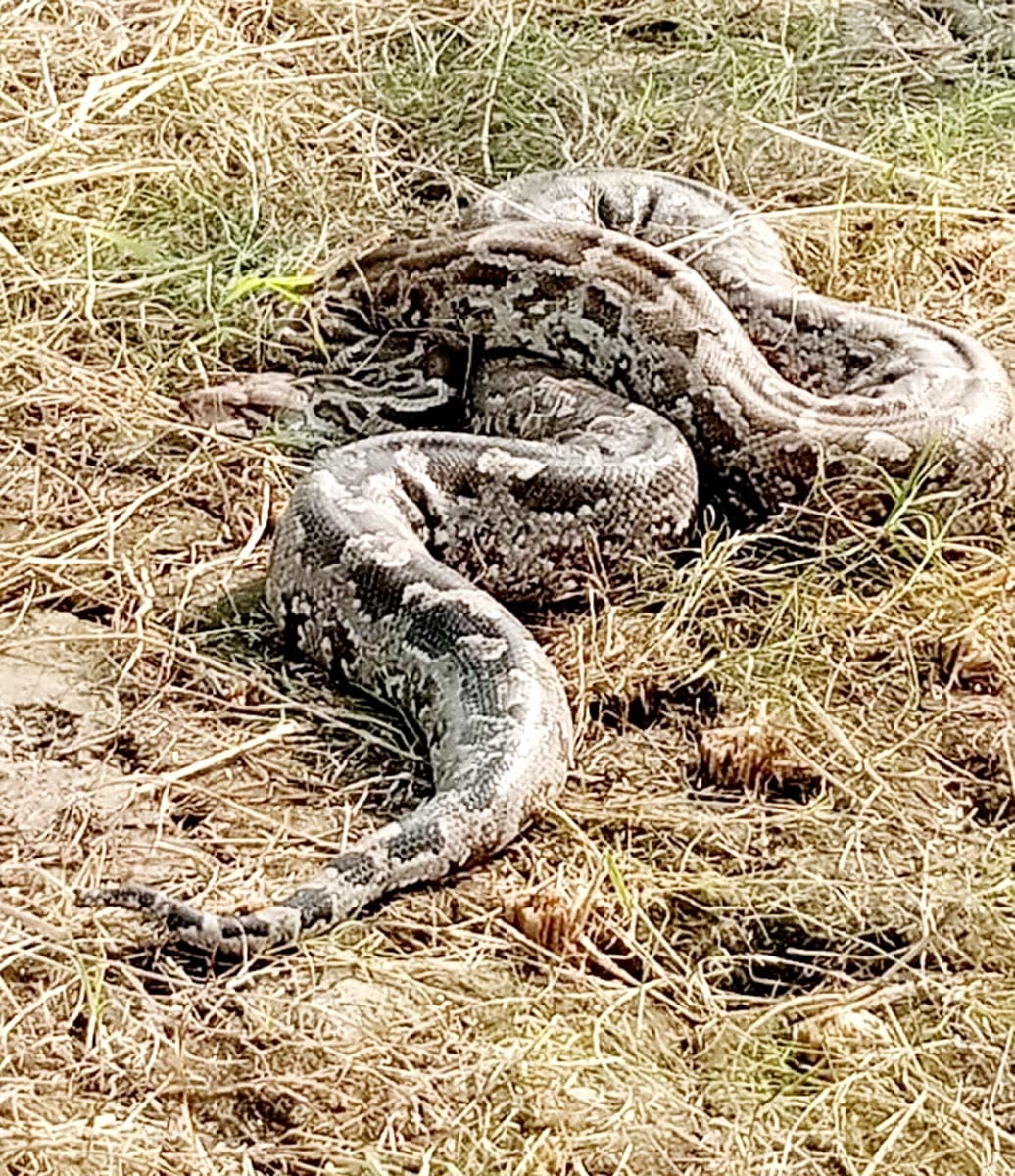 Shepherds found python in Ujhani forest