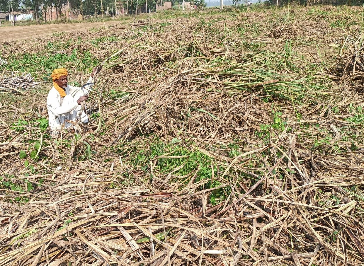 Ganna kisan