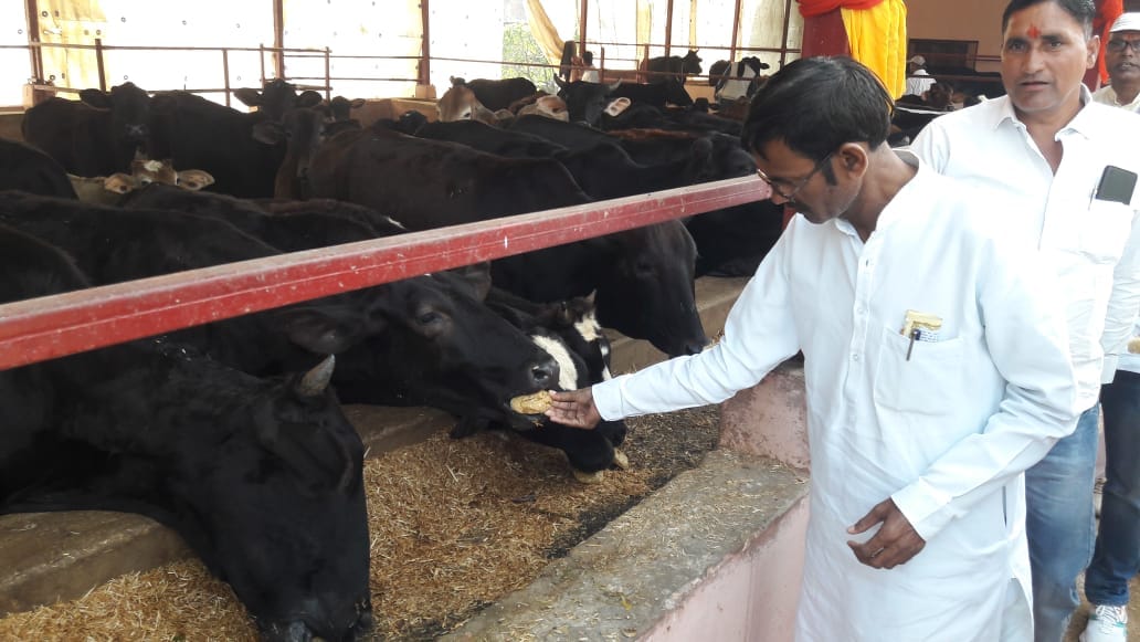 Govardhan Puja held in Gaushala, Annakoot Prasad distributed