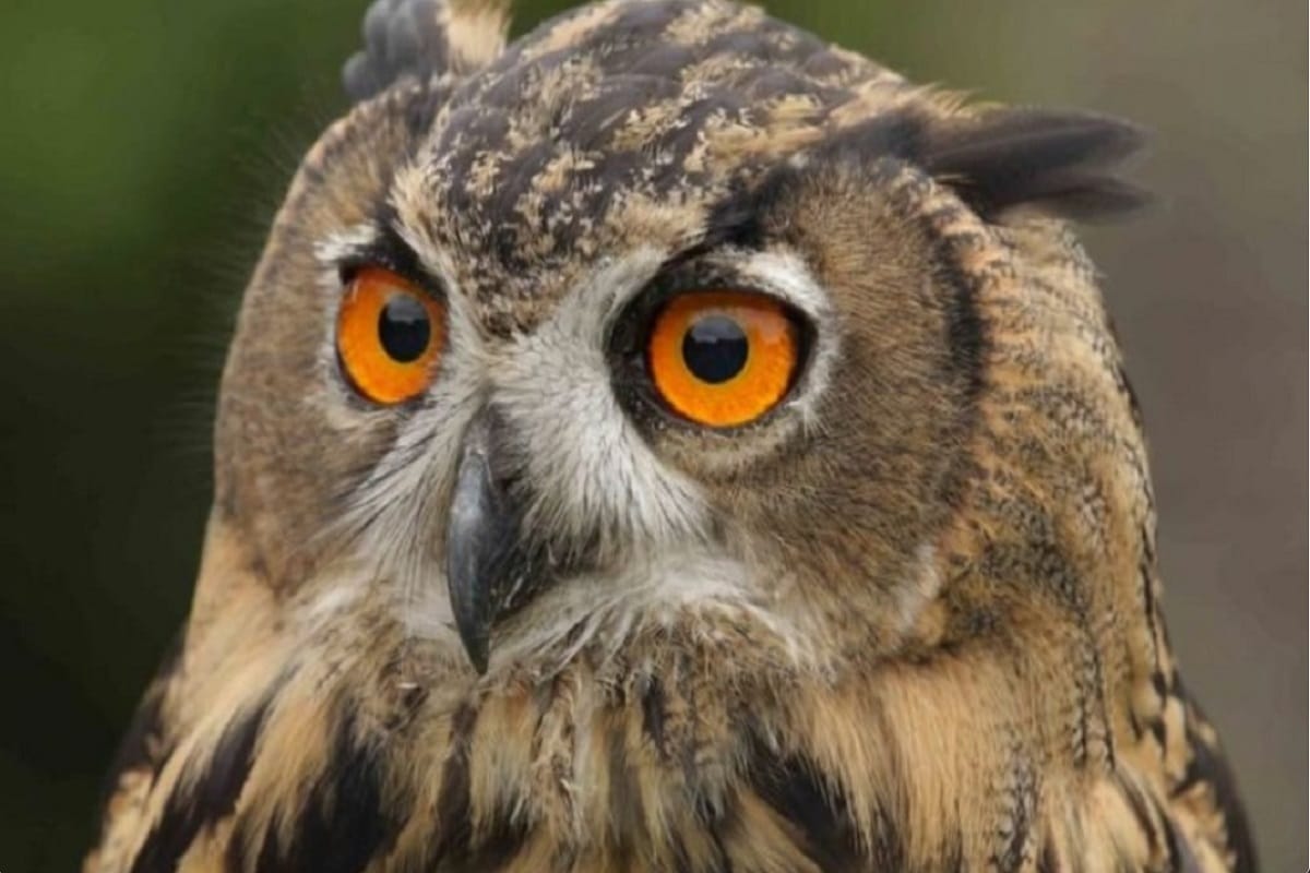 Meerut News: The forest department has deployed personnel to monitor owls in the sanctuary area