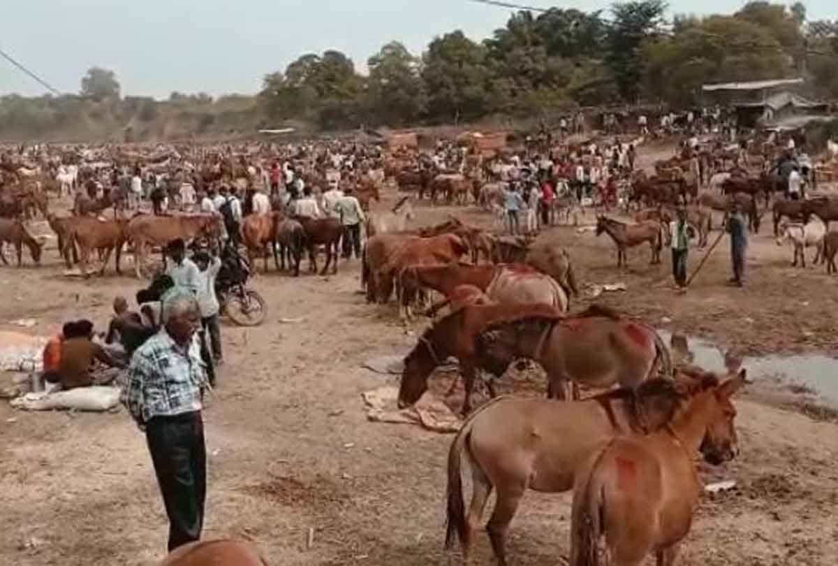 Country's historic donkey fair: Shahrukh sold for 10 lakhs and Salman sold for seven lakhs