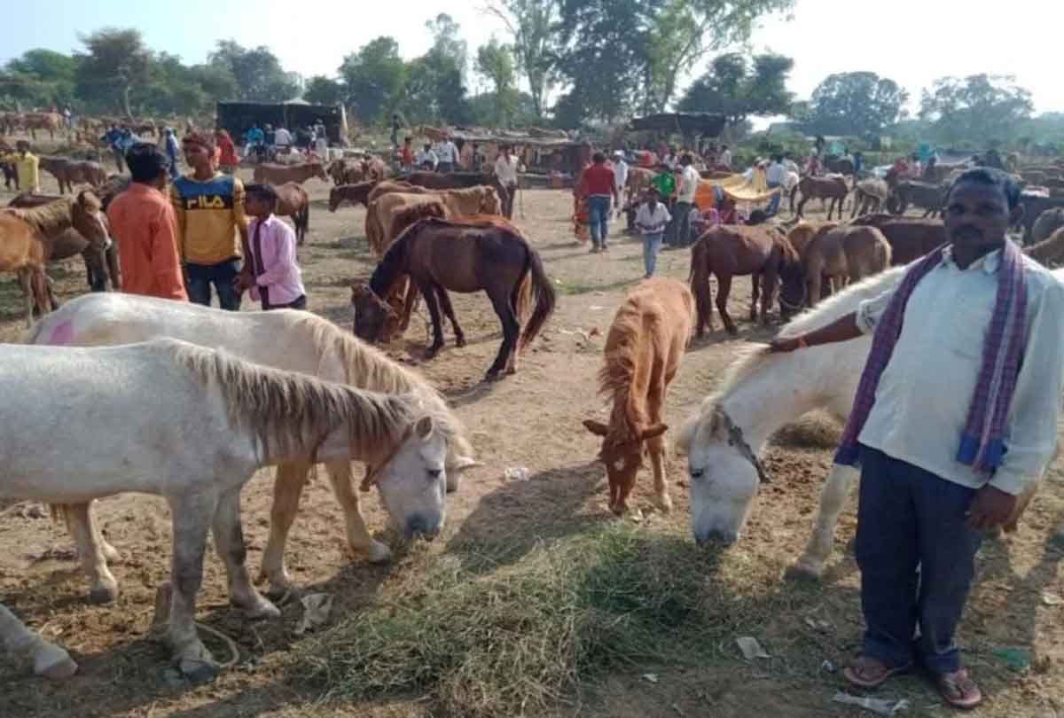 Country's historic donkey fair: Shahrukh sold for 10 lakhs and Salman sold for seven lakhs