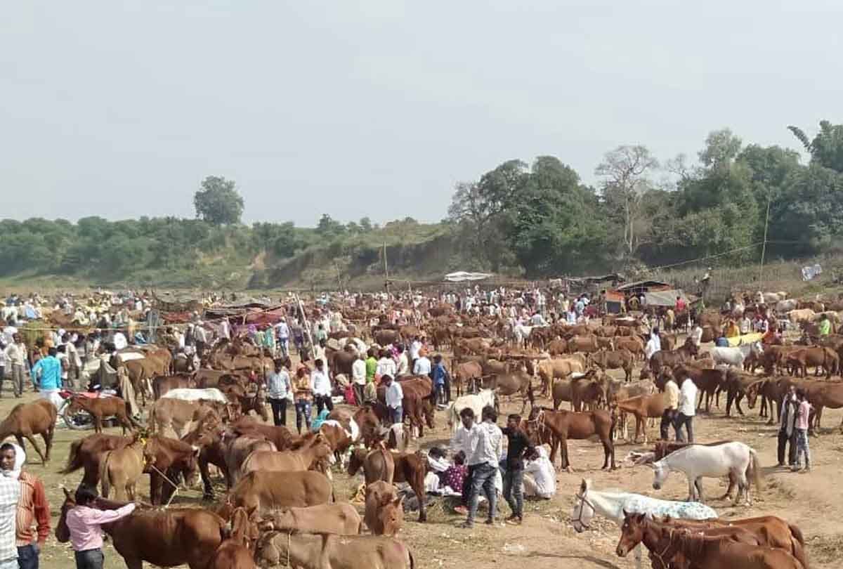 Country's historic donkey fair: Shahrukh sold for 10 lakhs and Salman sold for seven lakhs