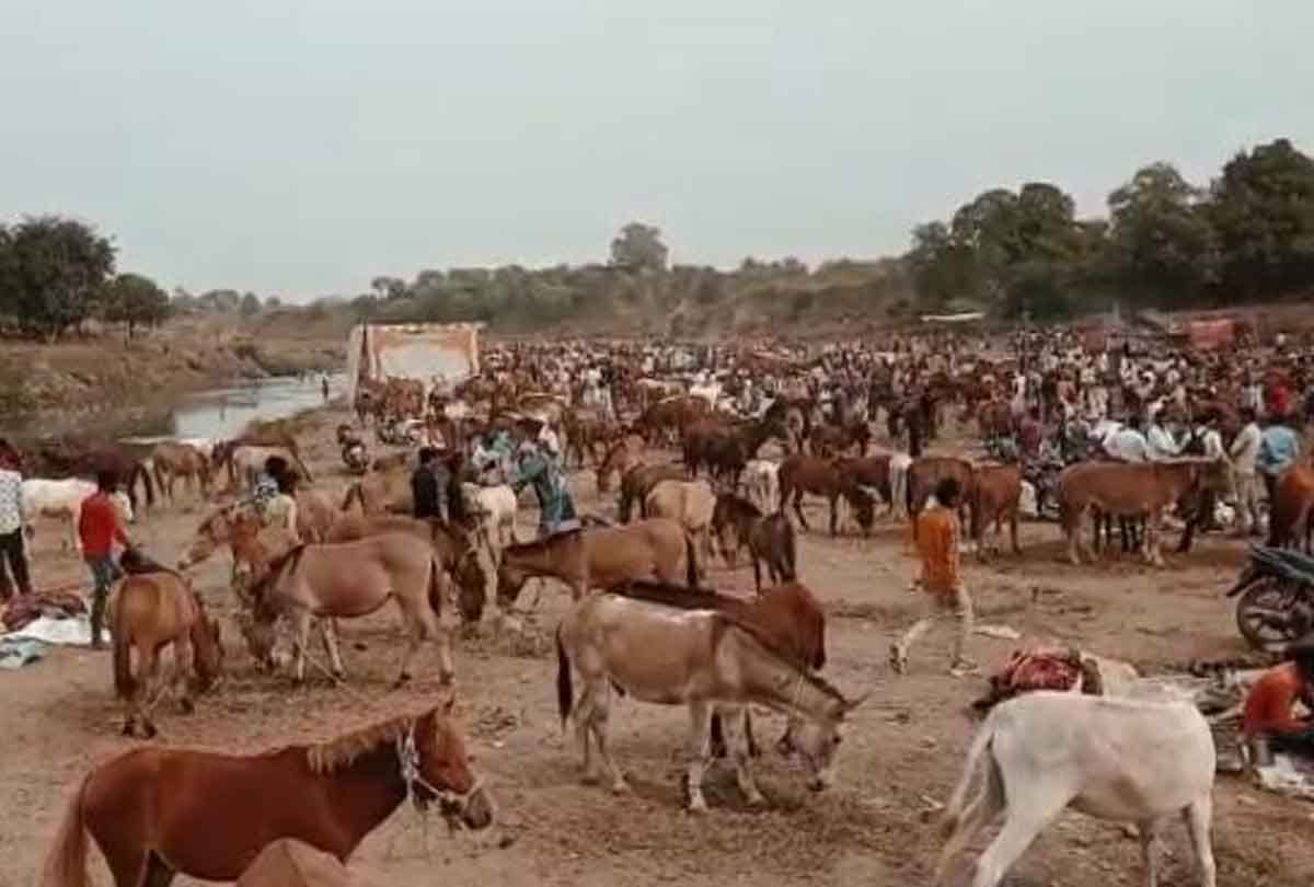 Country's historic donkey fair: Shahrukh sold for 10 lakhs and Salman sold for seven lakhs