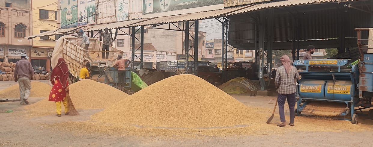 Inward in Mandis in full swing, Paddy procurement started after three days in Fatehabad Mandi
