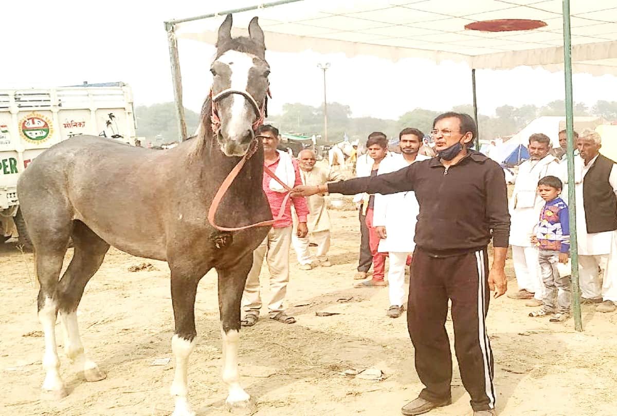 Marwadi Horse More Expensive To Luxury Car In Bateshwar Pashu Mela Agra