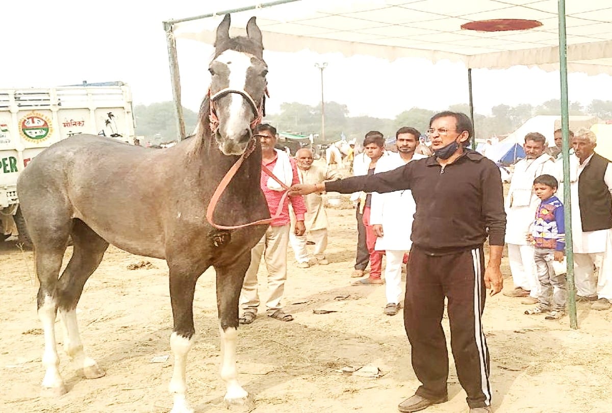Marwadi Horse More Expensive To Luxury Car In Bateshwar Pashu Mela Agra